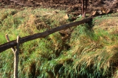 Mankusa ditch irrigation